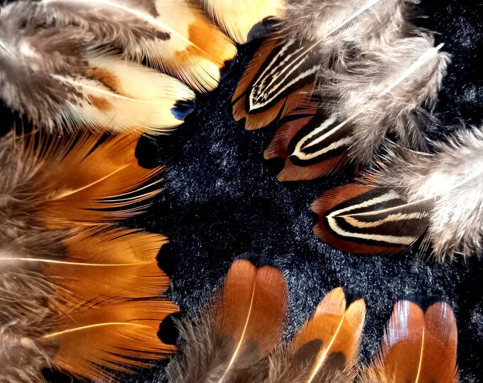 Belles Plumes De Faisan Colchide Couleur Naturelle Roux Fonc Et 