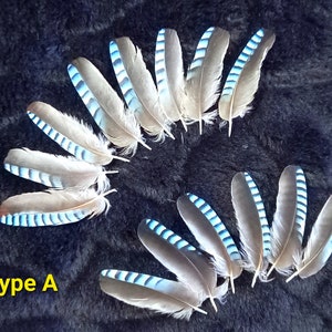 plumes d'ailes de geai, couleur naturelle : bleues rayées blue jay feather, fly tying, earrings image 3