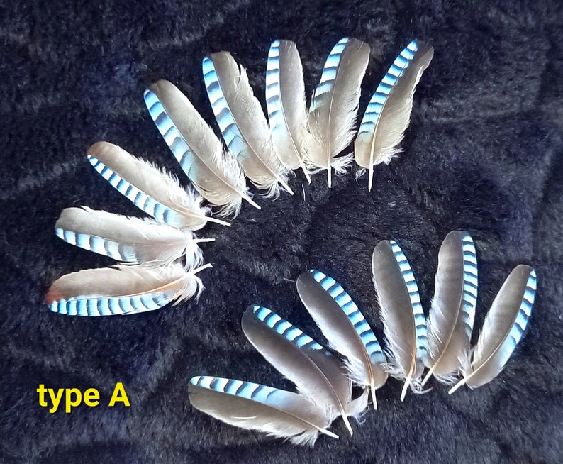 plumes d'ailes de geai, couleur naturelle : bleues rayées blue jay feather, fly tying, earrings image 3