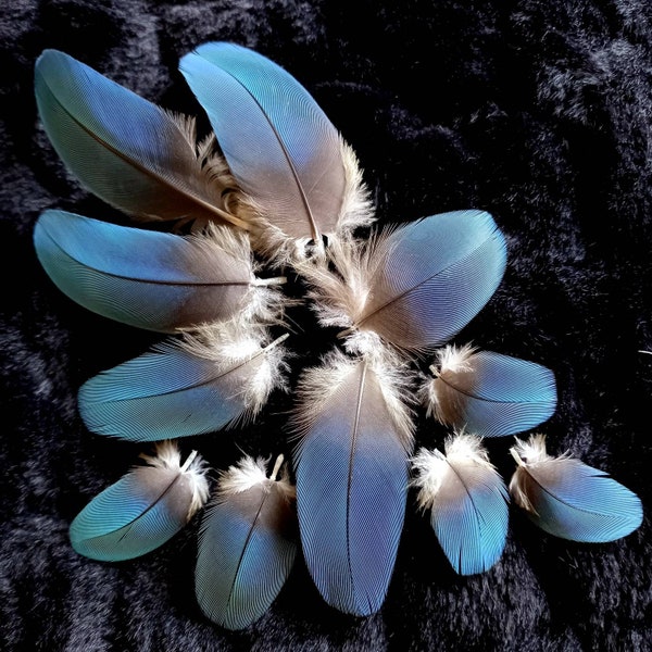 Rounded parrot feathers - natural color (n7.2): turquoise blue, cyan- blue natural parrot feather, fly tying, earrings