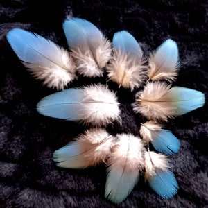 Puede incluir: Una colección de plumas azules y blancas con un degradado de color. Las plumas están dispuestas en un círculo sobre un fondo negro.