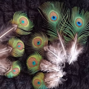 Peut inclure: Plusieurs plumes de paon aux couleurs vives : vert, bleu et marron. Elles sont disposées sur un fond sombre et texturé, mettant en valeur leurs motifs complexes et leur beauté naturelle. Certaines plumes sont entières, d'autres ont des barbes détachées.