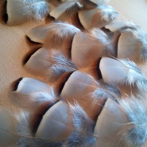 x10 plumes de perdrix rouge très tendance qualité extra - grey french pastridge feather, fly tying, earrings