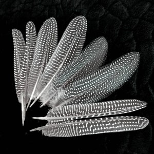Op de afbeelding: Een verzameling zwarte en witte gevlekte veren met een gestippeld patroon. De veren zijn waaiervormig gerangschikt tegen een zwarte achtergrond.