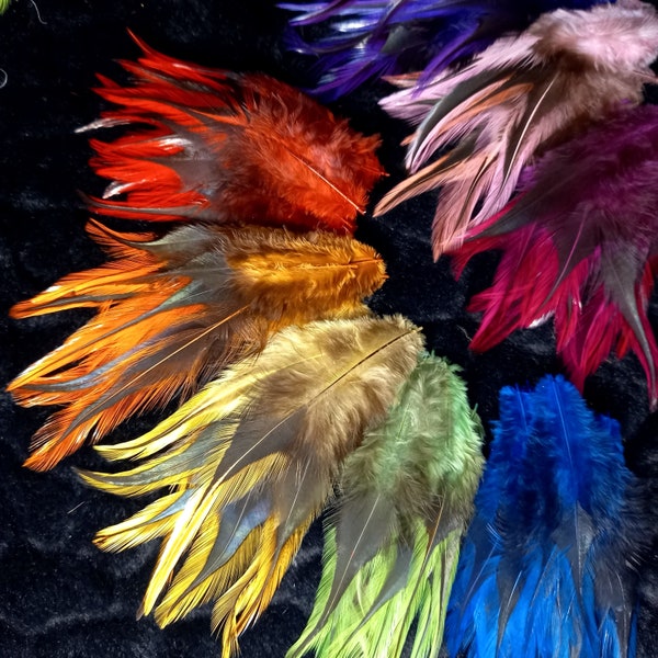 Lancettes badger colorées de coq - coloration multicolore - plumes saddle