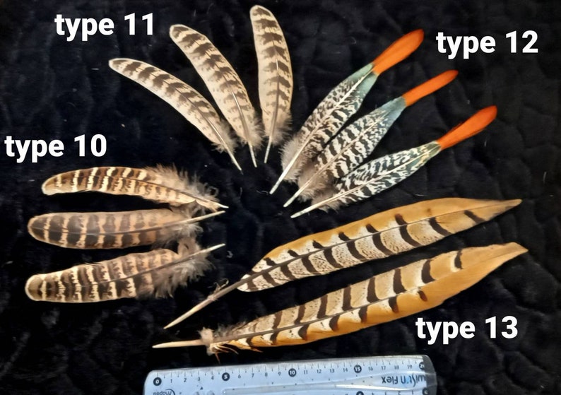 Grandes plumes d'ailes et de queue de faisans type 10 colchide, vénéré, doré, argenté, lady, ..., magnifique naturelles image 1