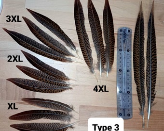 Grandes plumes d'ailes et de queue de faisans (type 3) (colchide, vénéré, doré, argenté, lady, ...), magnifique! *naturelles*