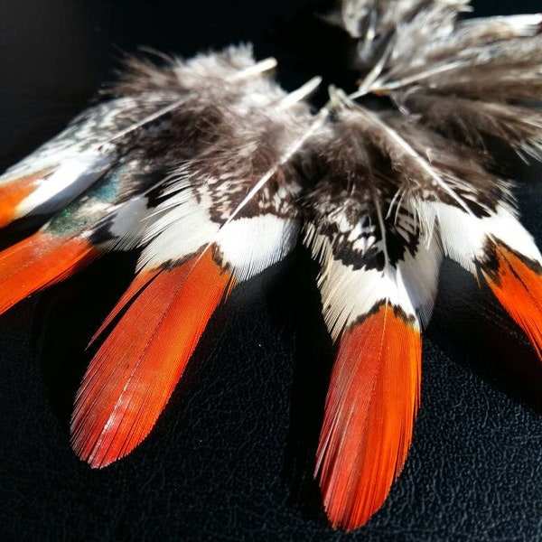 Plumes de faisan lady - Pointe rouge-orange - fly tying, earrings, DIY