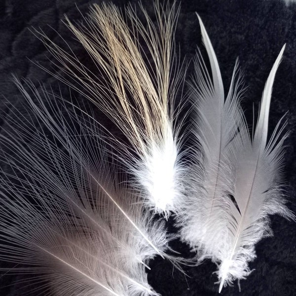 Paires et lots de grandes plumes de héron (nXL)- couleur : naturelle gris, beige, blanc. Fly tying