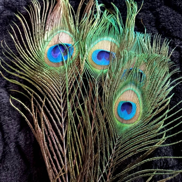 EXTRA: Peacock eye (n.XL1/n3) - natural color = blue green copper rose gold - fly tying, earrings