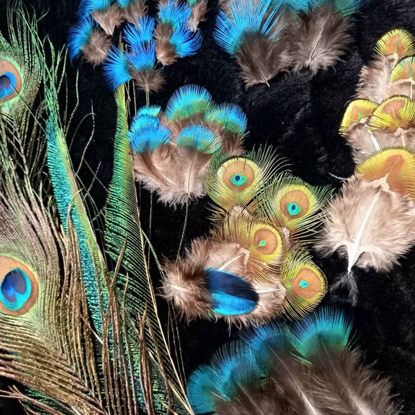 Extra quality - various peacock feathers - natural color: green blue turquoise iridescent - fly tying, earrings, jewelry, art