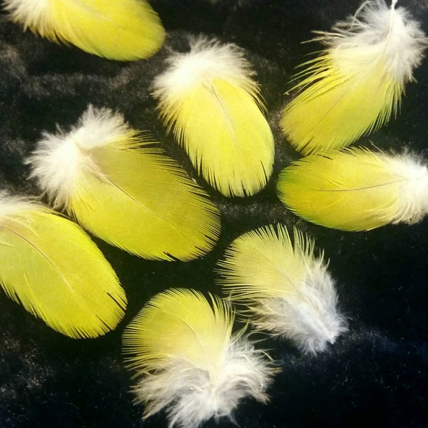 TRÈS RARE - Plumes naturelles de perroquet (n14.2) - couleur : vert pomme, "fluo", et liseré jaune. Fly tying, earrings, dreamcatcher