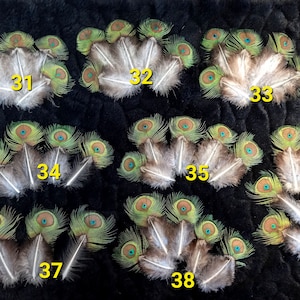 Peut inclure: Plusieurs groupes de plumes de paon, avec des ocelles bleus et verts irisés et des plumes brunes et blanches. Chaque groupe est numéroté de 31 à 38. Les plumes sont disposées sur un fond noir texturé.