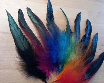 Q++: Lots and pairs of large iridescent rooster tail feathers - colored black - lancets