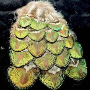 peacock feathers *extra quality* (n1) - natural color: green, gold and blue touch - fly tying, earrings, DIY