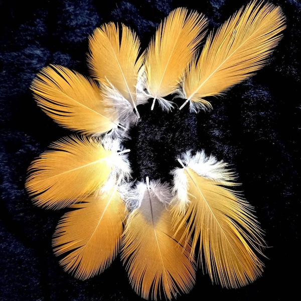 Plumes naturelles de perroquet (n12.1) - couleur : jaune et bicolore - parrot feather, fly tying, earrings