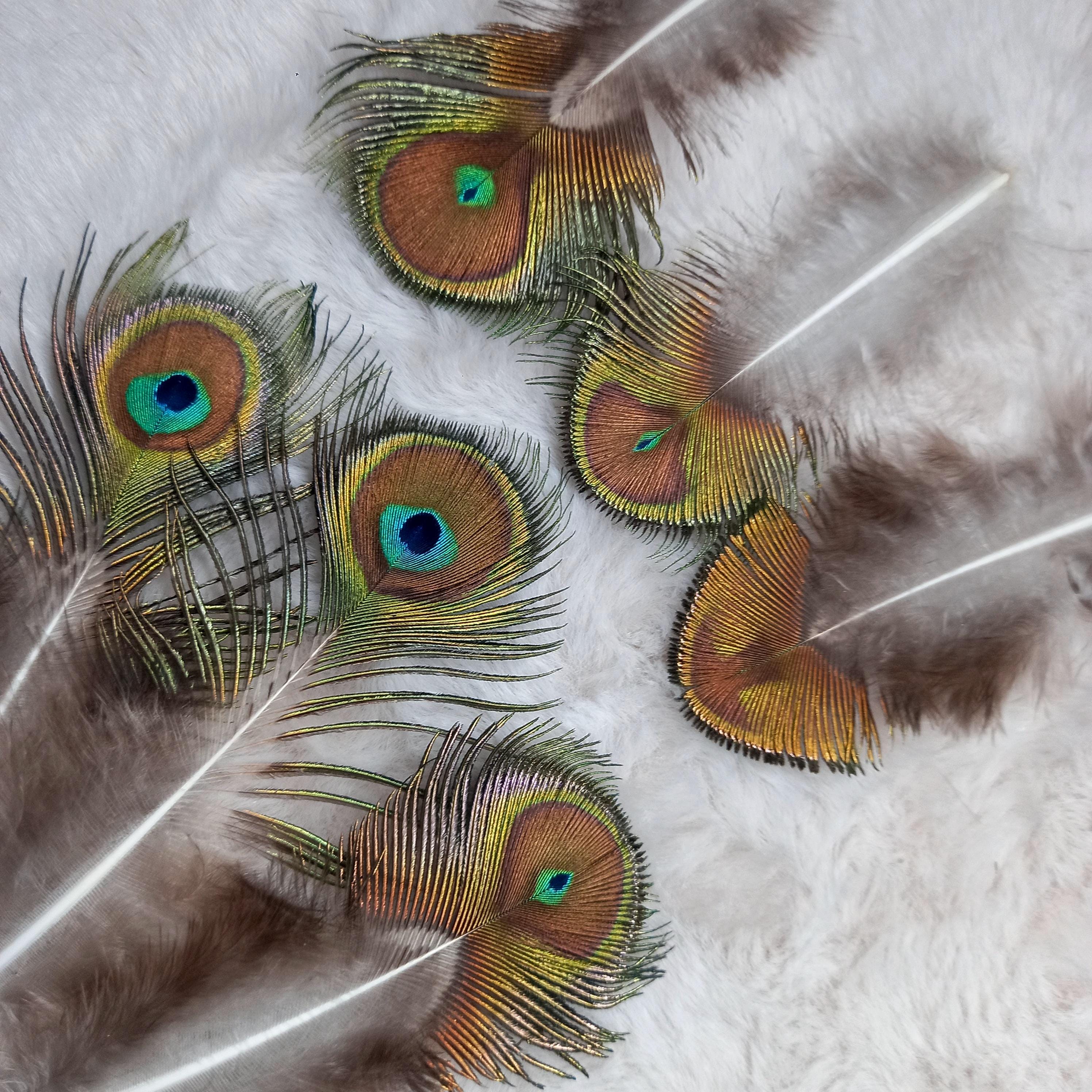 RARE - Mini Peacock Eye *extra Quality* (n6) - Green Peacock  display picture 2
