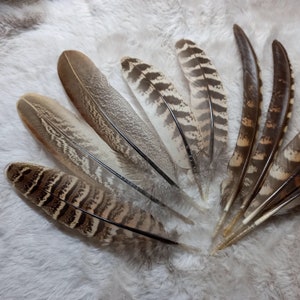 Large wing and tail feathers of common pheasant (types 10, 11, 15, 21) - magnificent! *natural*