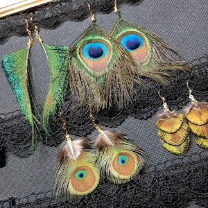 Może przedstawiać: Kilka par kolczyków z piórami pawia ze złotymi haczykami. Kolczyki mają żywe zielone, niebieskie i brązowe pióra. Niektóre kolczyki mają pojedyncze długie pióro, inne kultowy wzór oka pawia.