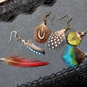 May include: A collection of feather earrings in various colors, including red, brown, blue, green, and white. The earrings have metal hooks and are displayed on a textured gray surface with black lace.
