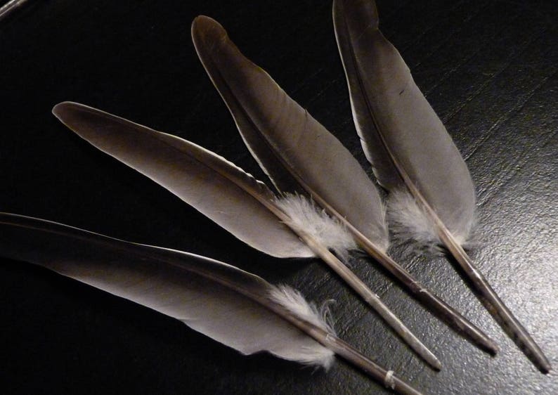 X5 t. XL große graue und weiße Federn | Etsy