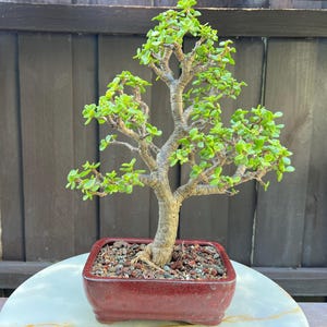 May include: A small bonsai tree with a thick, textured trunk and vibrant green leaves. The tree is planted in a square, red ceramic pot filled with small stones. The bonsai is set on a white marble-like surface, with a dark wooden fence in the background.