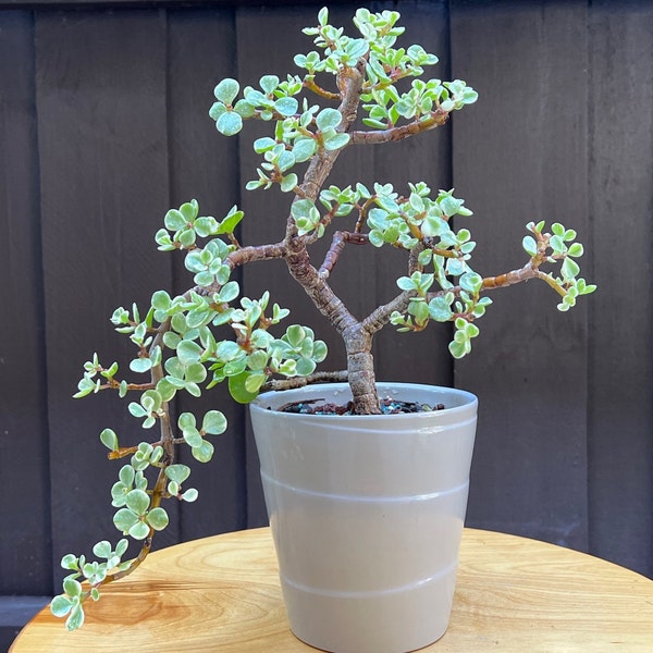 Variegated Dwarf Jade Bonsai in 5-inch Ceramic Pot- Small Jade, Portulacaria Afra, Cascade Style, 5/8-inch Trunk, 7-inch Tall, 9 Years old