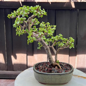 Dwarf Jade in 7.5-inch Ceramic Bonsai Pot- Small Jade, Portulacaria Afra, 2-inch Base, 1-inch Trunk, 11-inch Tall, 7 Years old