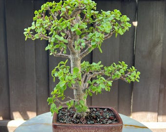 Dwarf Green Jade Pre-bonsai: Portulacaria Afra Succulent in 4