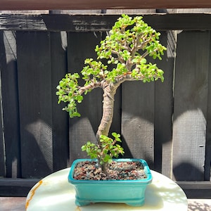 Dwarf Jade in 7-inch Ceramic Bonsai Pot- Small Jade, Portulacaria Afra, 2-inch Base, 1-inch Trunk, 13-inch Tall, 7 Years old