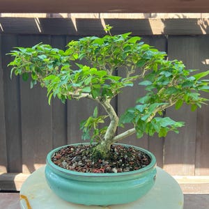 May include: A vibrant green bonsai tree with small, bright green leaves and a light-colored trunk. The tree is planted in a light teal-colored ceramic pot filled with soil and small rocks. The bonsai is displayed outdoors.