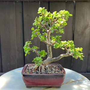 Dwarf Jade in 6-inch Ceramic Bonsai Pot- Small Jade, Portulacaria Afra, 1.5-inch Base, 0.75-inch Trunk, 8-inch Tall, 6 Years old