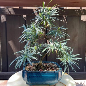 Buddhist Pine in 8-inch Ceramic Bonsai Pot- Podocarpus, 0.75-inch Trunk, 13-inch Tall, 8 years old