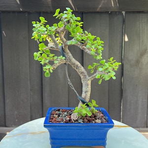 Small Jade in Ceramic Bonsai Pot 6-inch- Portulacaria, Dwarf Jade, 1.25-inch Base, 0.75-inch Trunk, 10-inch Tall, 4 Years old