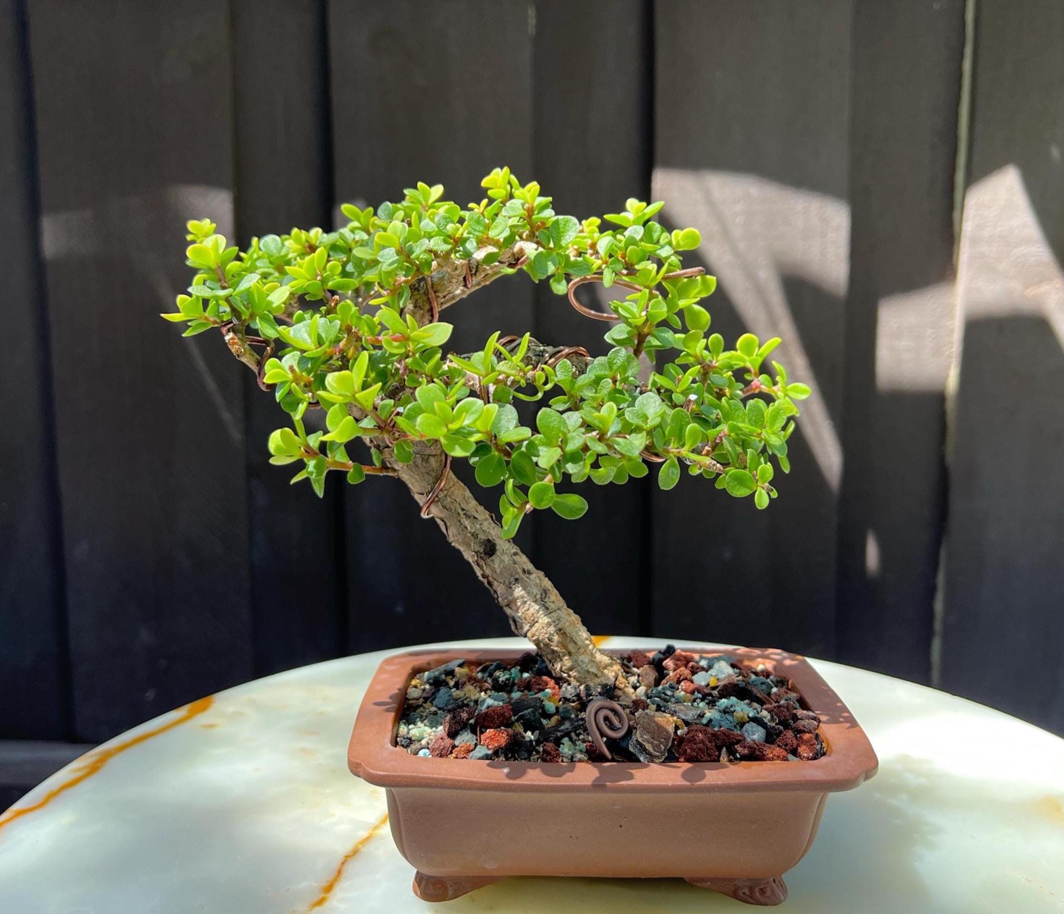 5 Years Bonsai - Etsy