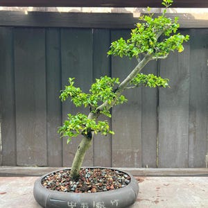 May include: A bonsai tree with vibrant green leaves and a light brown trunk. The tree is planted in a dark gray, oval-shaped pot filled with small stones. The pot has Chinese characters etched on the side. The background is a wooden fence.