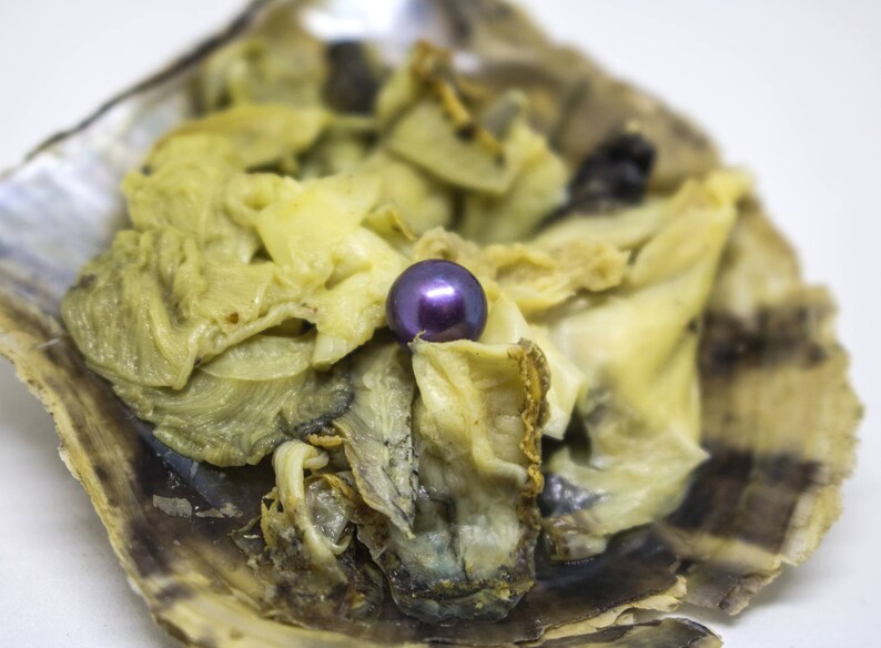 Akoya Oyster Bulk Akoya Oysters Wholesale Oysters Etsy