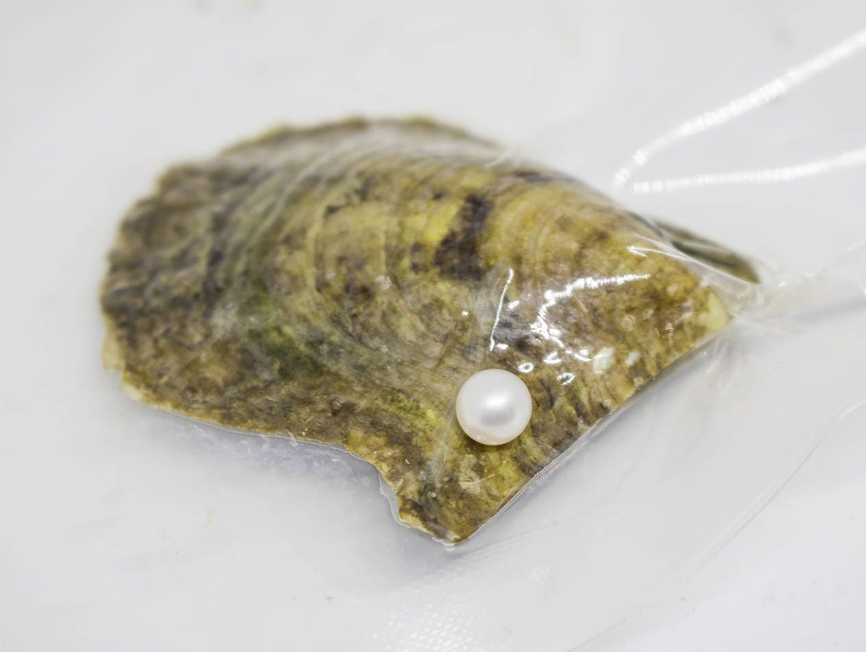 Akoya Oyster Bulk Akoya Oysters Wholesale Oysters Etsy