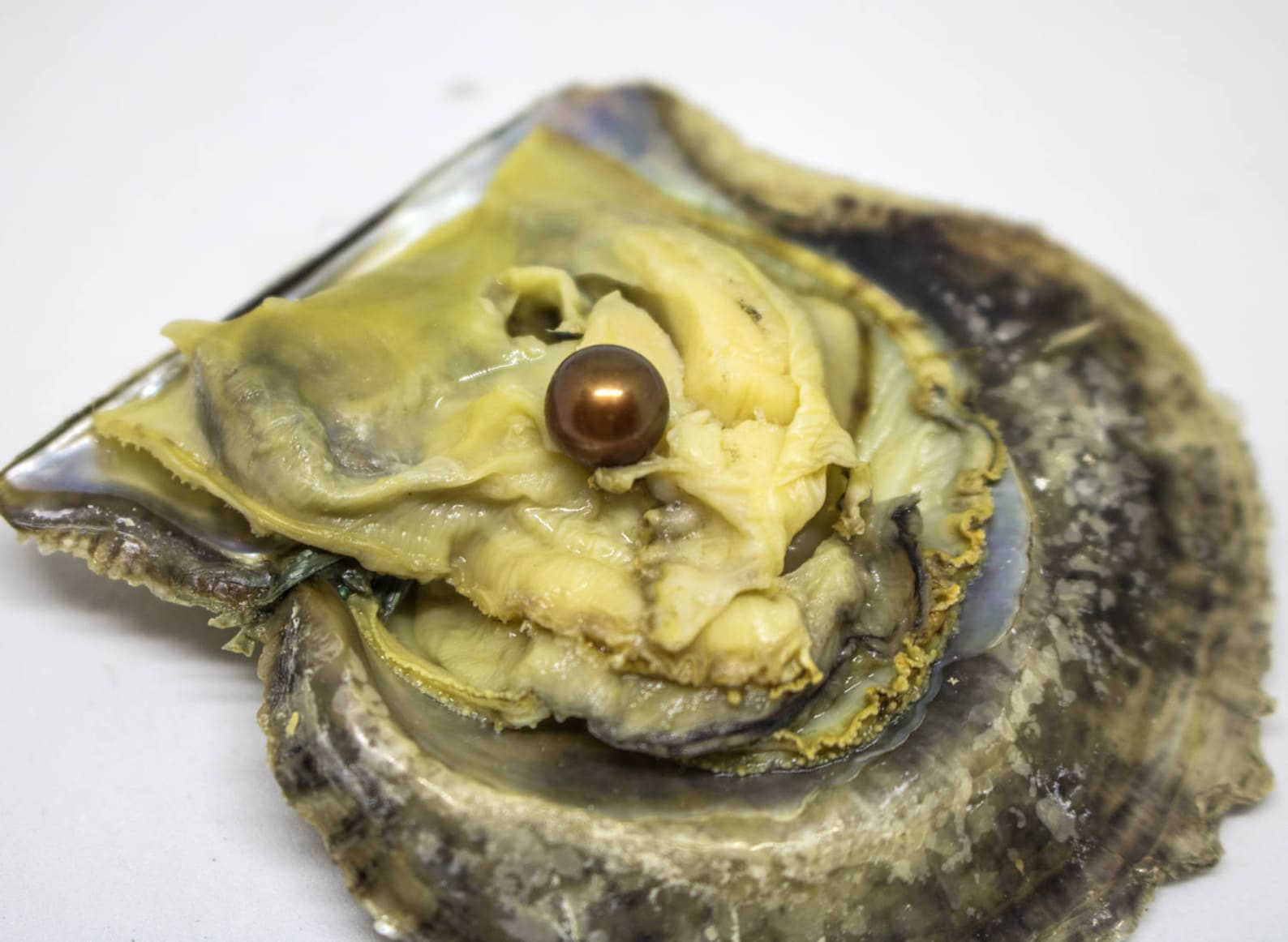 20 Akoya Oysters with Pearls Open an Oyster Bulk Akoya Etsy