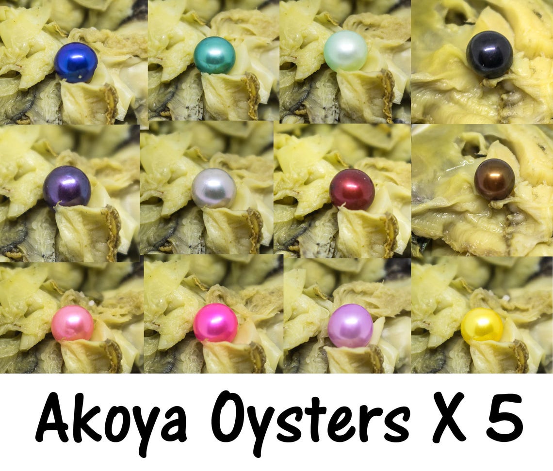 5 Akoya Oysters with Pearls Open an Oyster Bulk Akoya Etsy
