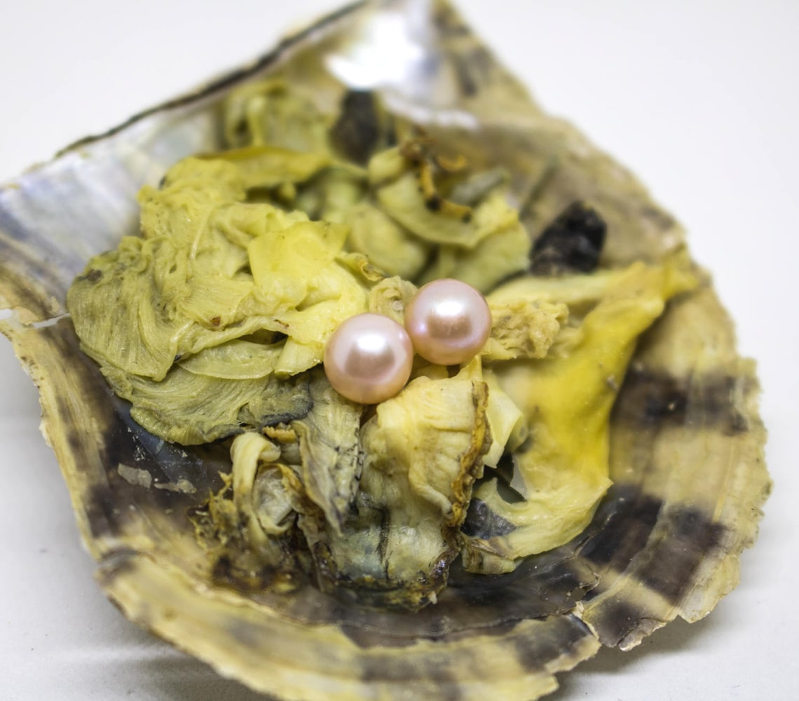 5x Akoya Oysters TWINS Bulk 2 Pearls Inside an Oyster Twin Etsy