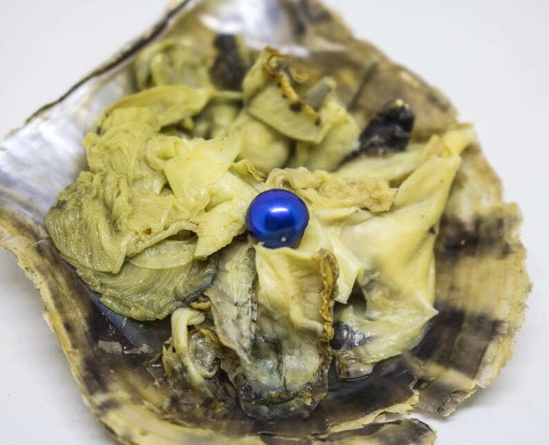 20 Akoya Oysters with Pearls Open an Oyster Bulk Akoya Etsy