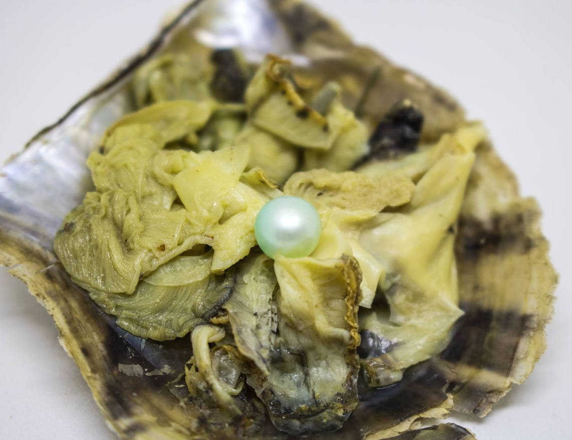 20 Akoya Oysters with Pearls Open an Oyster Bulk Akoya Etsy