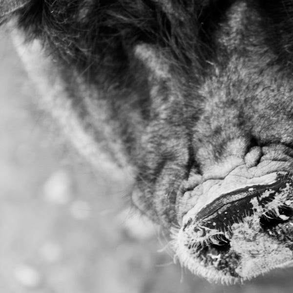 Pig Snout Photograph Black & White