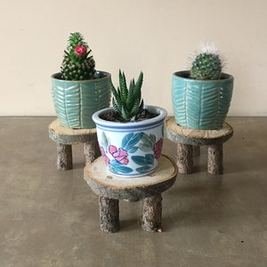 May include: Three small potted plants on wooden stands. The plants are a cactus, a succulent, and a small flowering cactus. The stands are made of natural wood and have three legs.