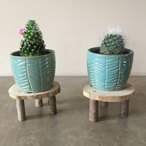 Puede incluir: Dos pequeñas plantas de cactus en macetas de cerámica azul con un patrón de hojas blancas, sentadas sobre soportes de madera con tres patas.