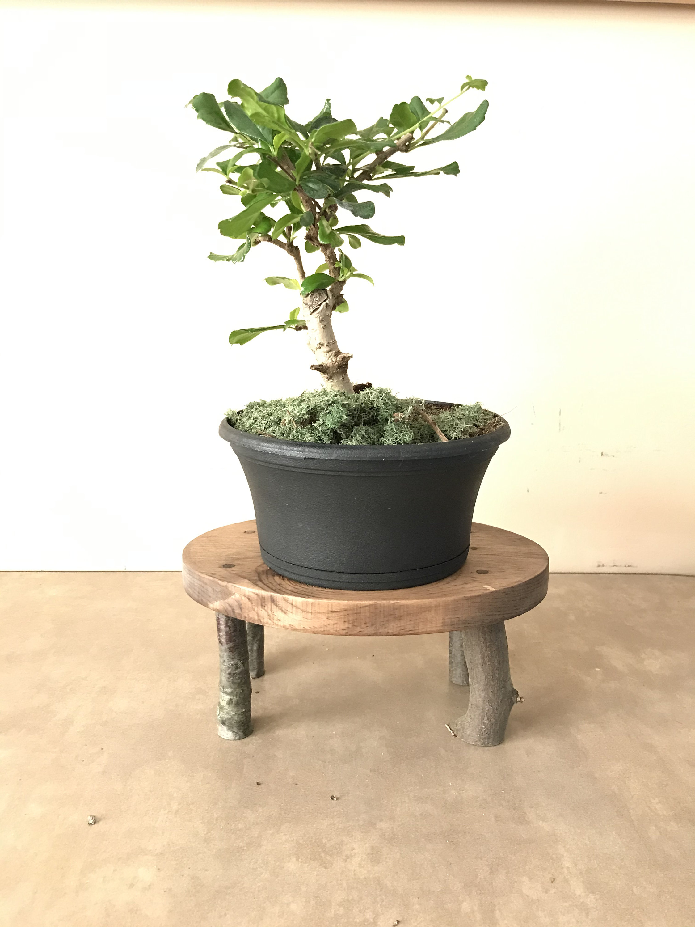 Bonsai Plant Stand/miniature Wood Table/ Unfinished You Choose Etsy