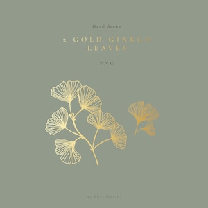 2 foglie di Ginkgo, ClipArt PNG - Foglie di Gingko d'oro, PNG individuale trasparente