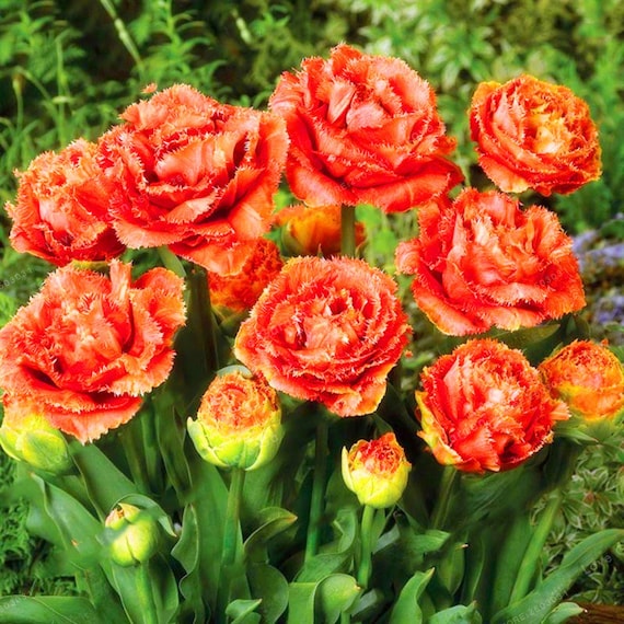 Cebule Tulipana Kwiaty Tulipanów Odmiany Cebulowe Kwiaty Etsy