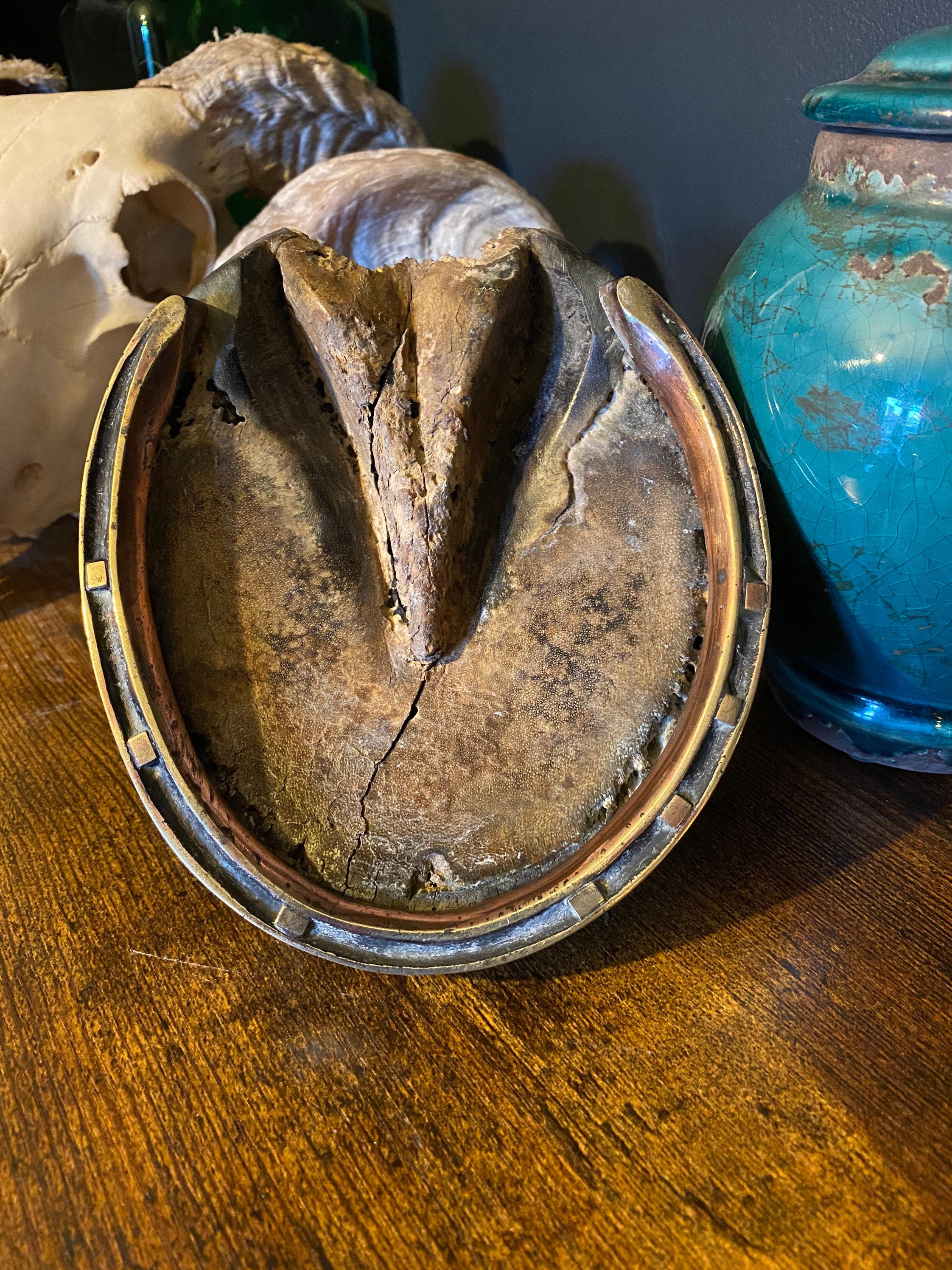 Vintage taxidermy horse hoof with copper plaited brass shoe. Etsy
